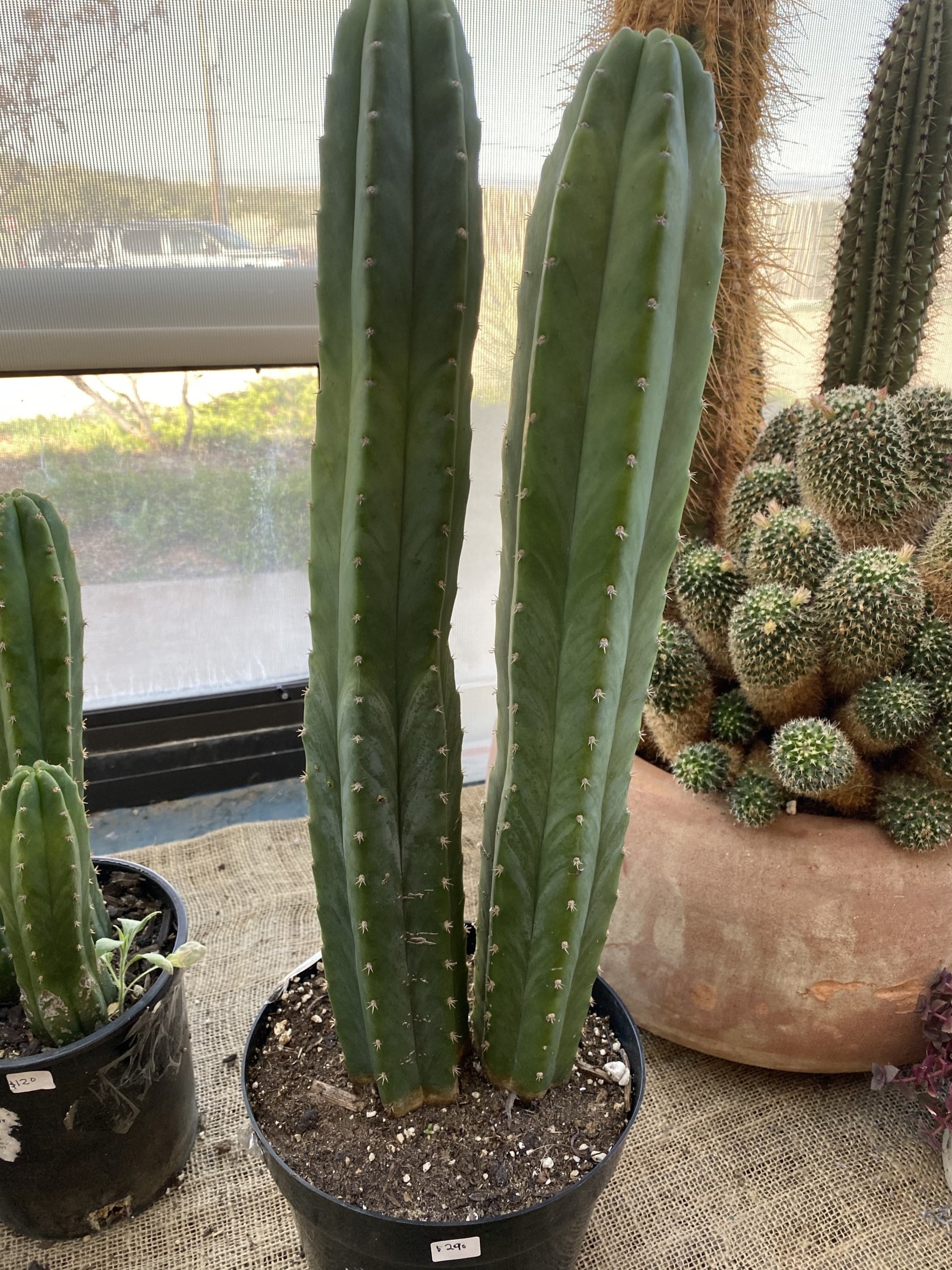 mescaline cactus