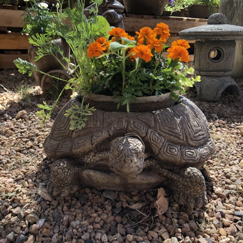 Campania Turtle Planter McCumber Fine Gardens