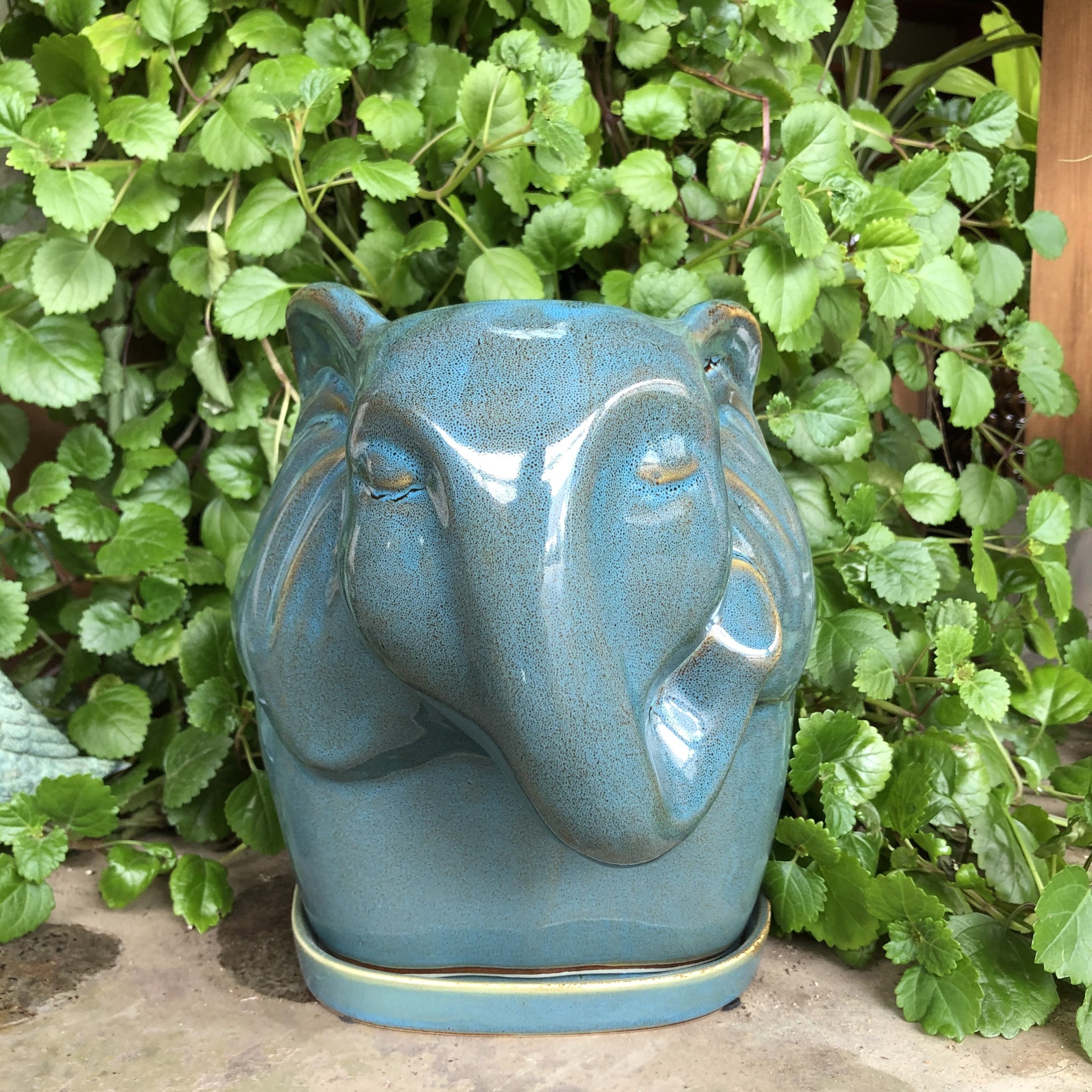 Elephant Pot McCumber Fine Gardens