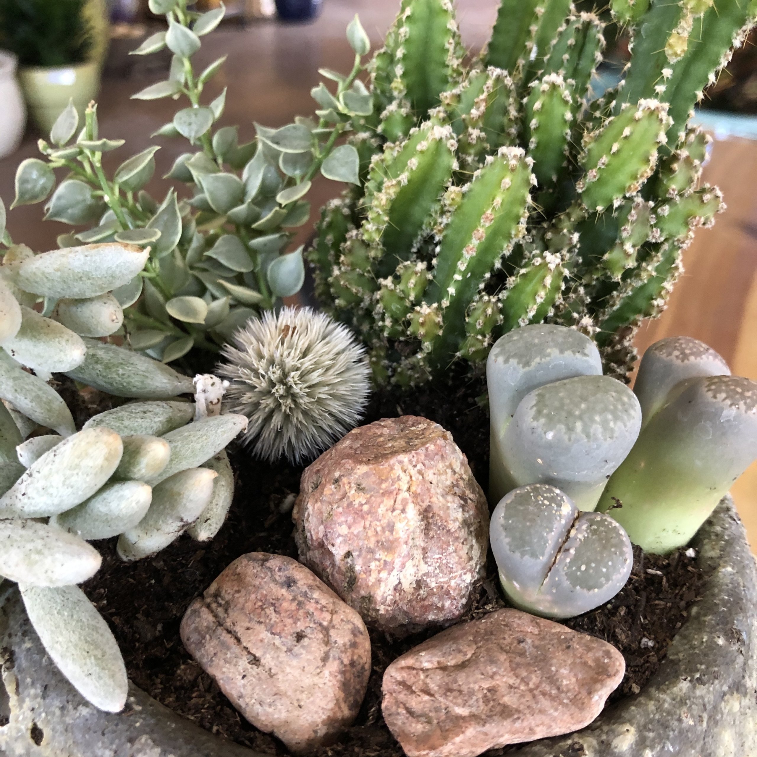 Pastel Desert Arrangement - McCumber Fine Gardens