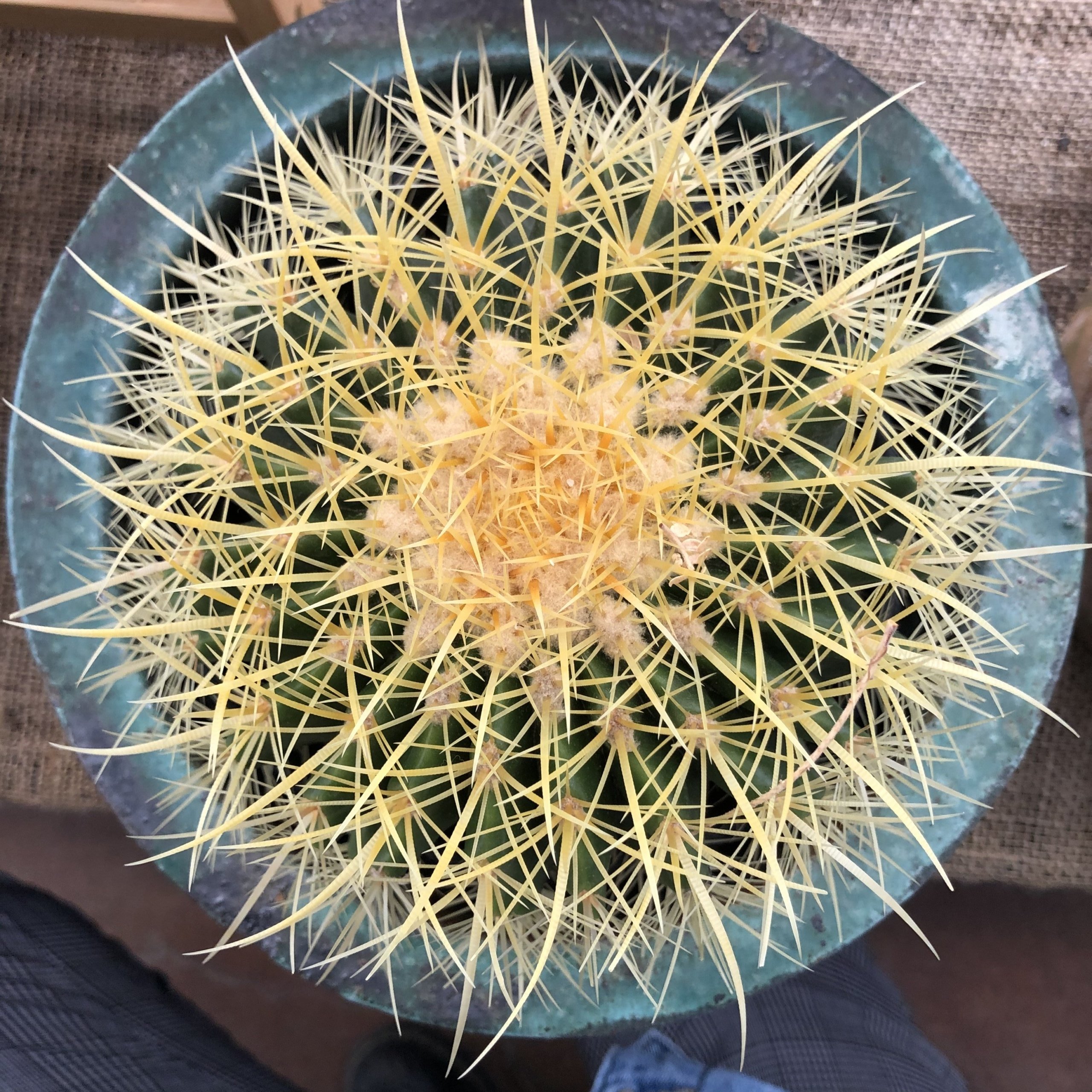 golden barrel cactus