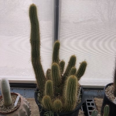 Golden Barrel Cactus - McCumber Fine Gardens