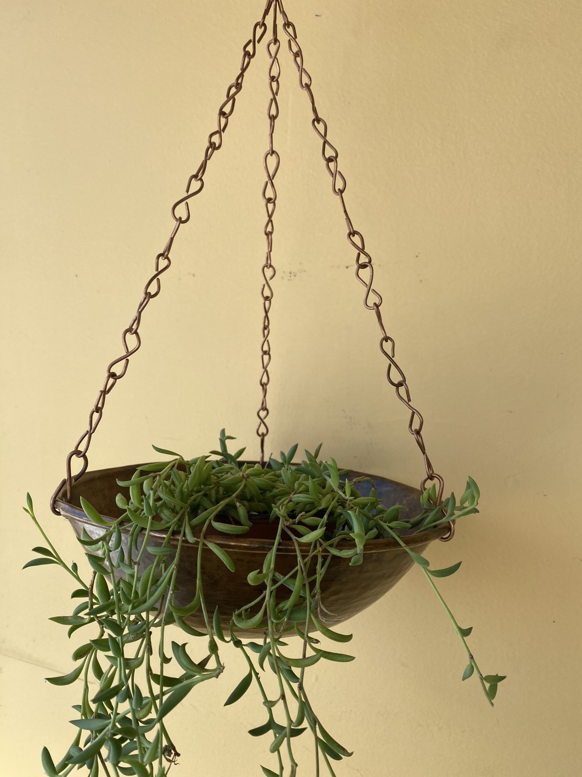 Copper plant hangers - McCumber Fine Gardens