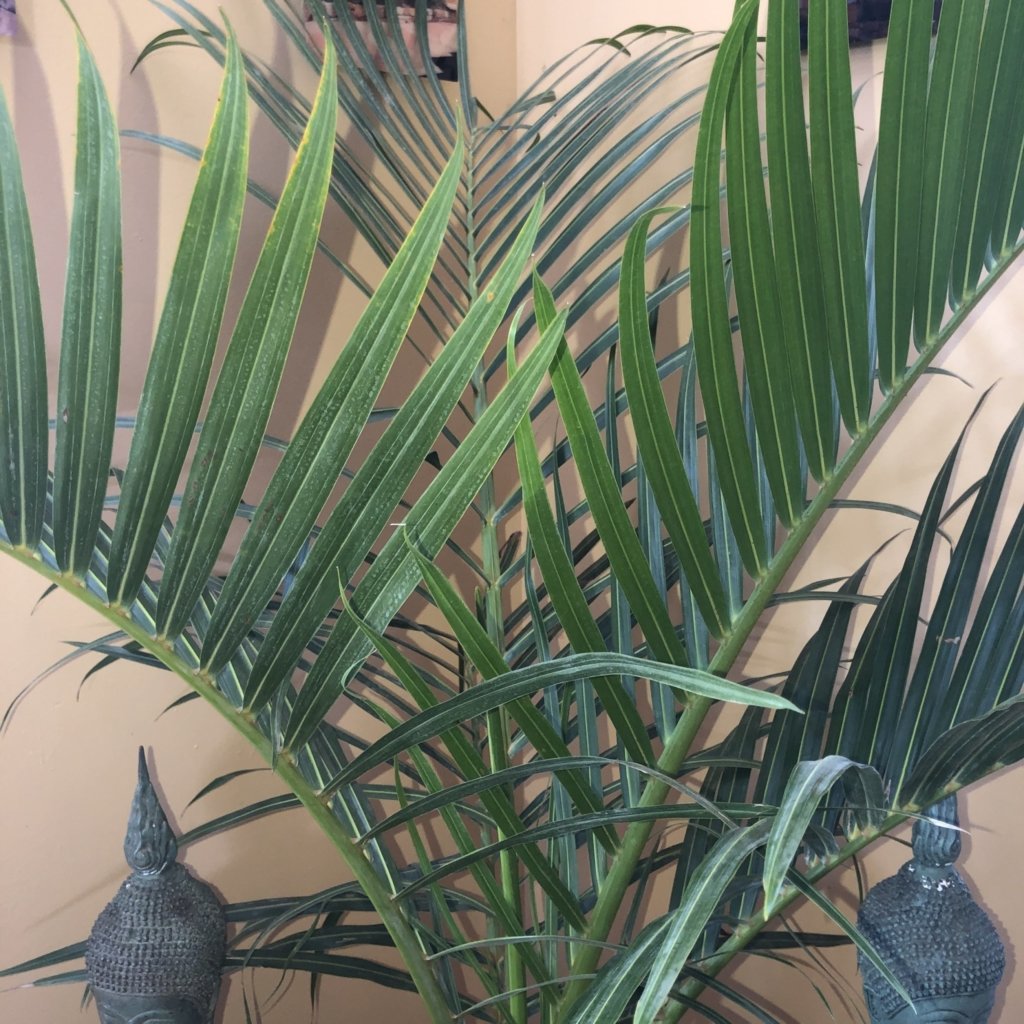 Spindle Palm McCumber Fine Gardens