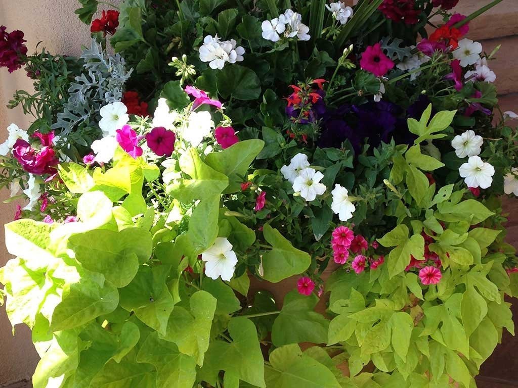 Container Gardens in Santa Fe - McCumber Fine Gardens