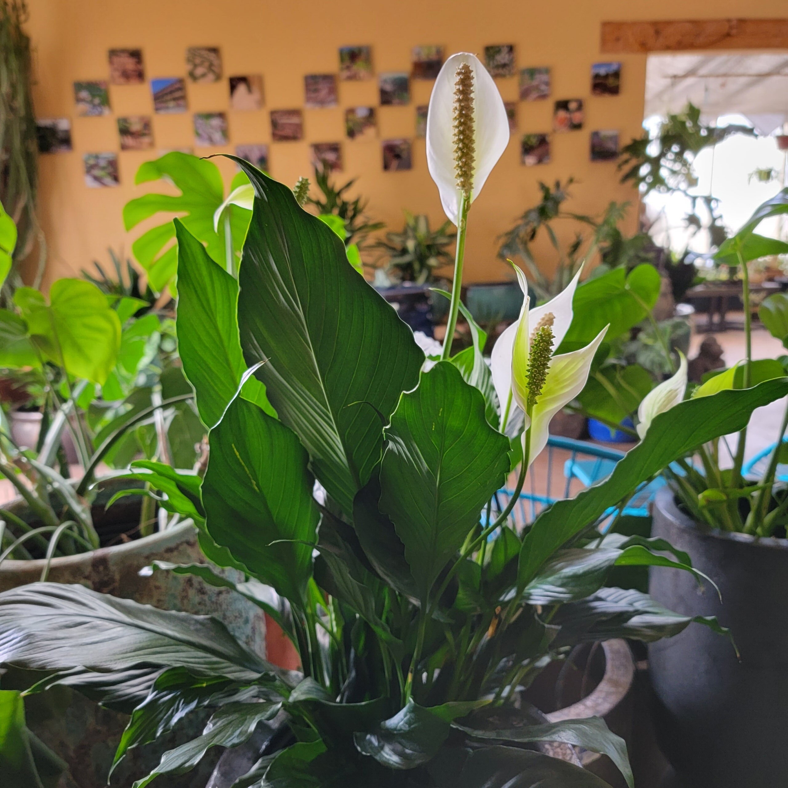 Peace Lily (Spathiphyllum) - 8" - McCumber Fine Gardens