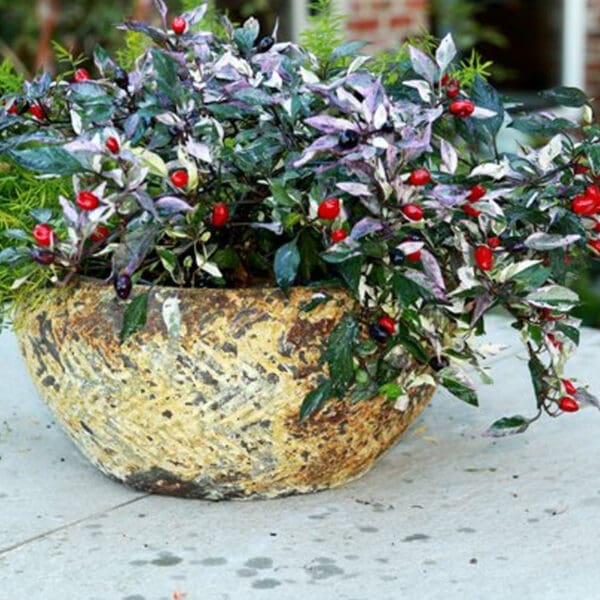 Anamese Button Planter Aegean - Image 3